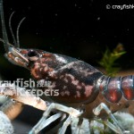 CK-Procambarus enoplosternum-4