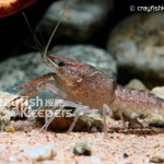 CK-Procambarus evermanni-1
