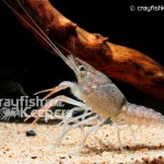 CK-Procambarus evermanni-2
