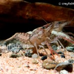 CK-Procambarus evermanni-3