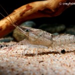 CK-Procambarus evermanni-4