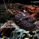 CK-Procambarus hirsutus-1