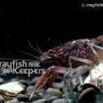 CK-Procambarus hirsutus-2