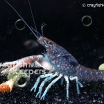 CK-Procambarus hirsutus-3