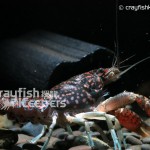 CK-Procambarus hirsutus-5