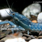 CK-Procambarus ouachitae-1