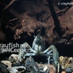 CK-Procambarus ouachitae-3