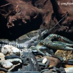 CK-Procambarus ouachitae-4