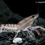 CK-Procambarus ouachitae-6