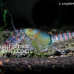 CK-Procambarus pygmaeus-1
