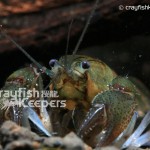 CK-Procambarus pygmaeus-3