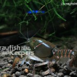 CK-Procambarus pygmaeus-6