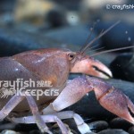 CK-Procambarus rogersi-3
