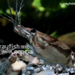 CK-Procambarus spiculifer-2