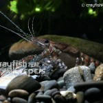 CK-Procambarus spiculifer-5