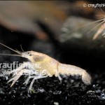 CK-Procambarus tulanei-3