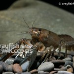 CK-Procambarus vasquezae-2