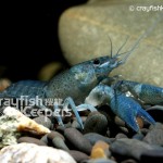 CK-Procambarus vasquezae-3