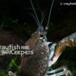 CK-Procambarus vasquezae-4