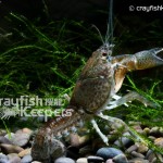 CK-Procambarus vasquezae-5