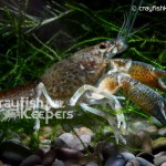 CK-Procambarus vasquezae-6