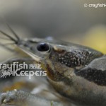 CK-Procambarus vioscai-2