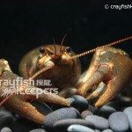 Cambaroides dauricus﹣CK2