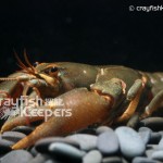 Cambaroides dauricus﹣CK3