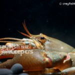 Cambaroides dauricus﹣CK4