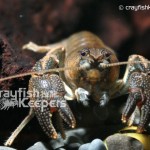 Cambaroides japonicu﹣CK1