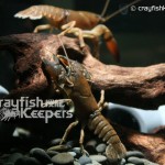 Cambaroides japonicu﹣CK2