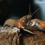 Cambaroides japonicu﹣CK4