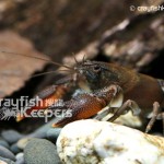 Cambaroides japonicu﹣CK5