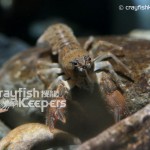 Cambaroides japonicu﹣CK7