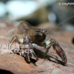 Cambaroides japonicu﹣CK8