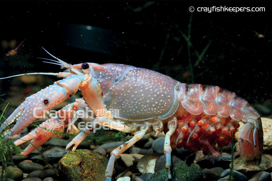 CK-Charkii-ghost project-2