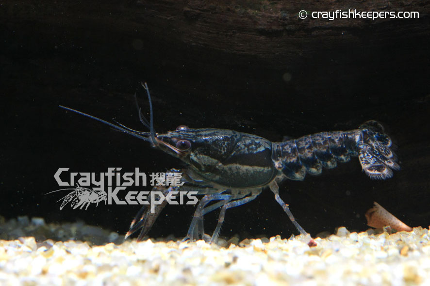 CK-Procambarus dupratzi-5