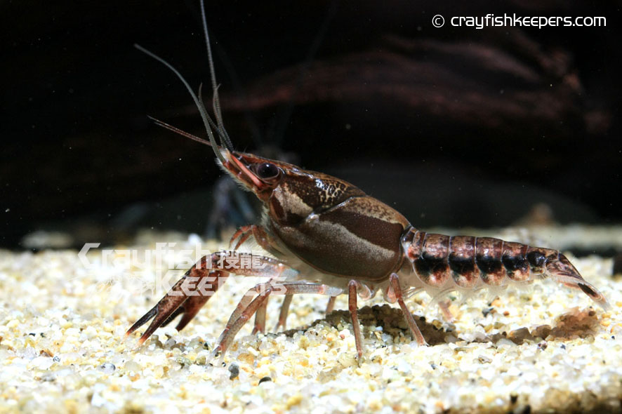 CK-Procambarus dupratzi-6