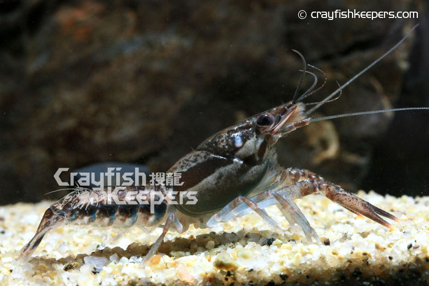 CK-Procambarus dupratzi-7