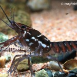 CK-Procambarus pictus-3