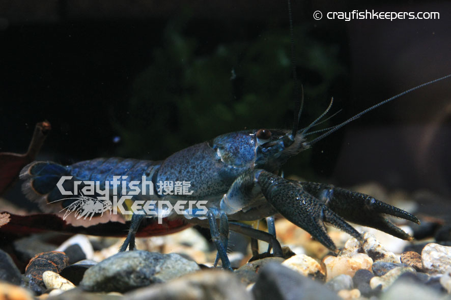 CK-Procambarus vasquezae-7