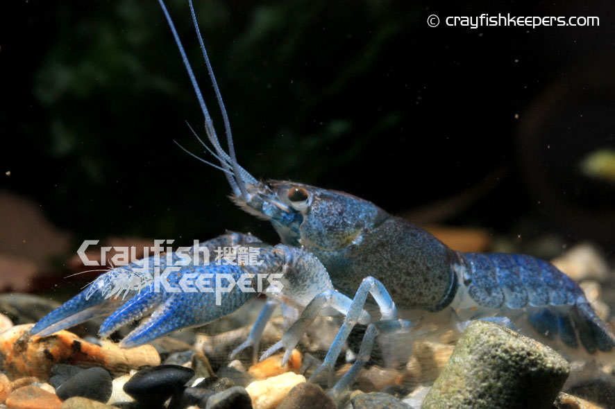 CK-Procambarus vasquezae-8