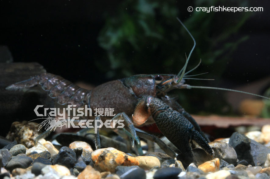 CK-Procambarus vasquezae-9