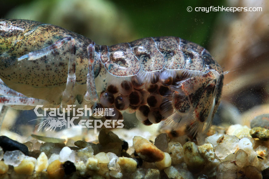 CK-Cambarellus schmitti-10