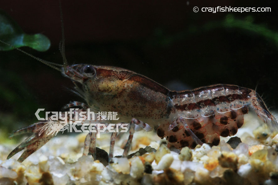 CK-Cambarellus schmitti-11