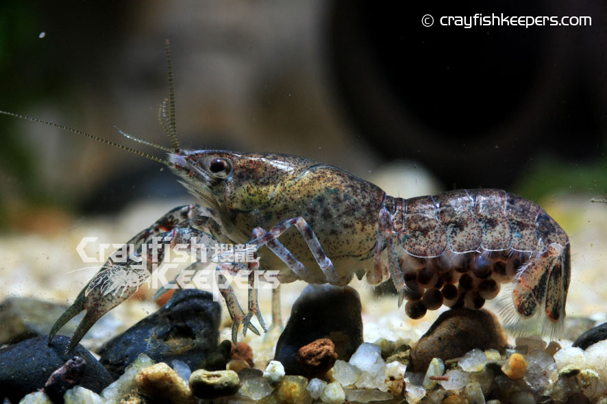 CK-Cambarellus schmitti-9