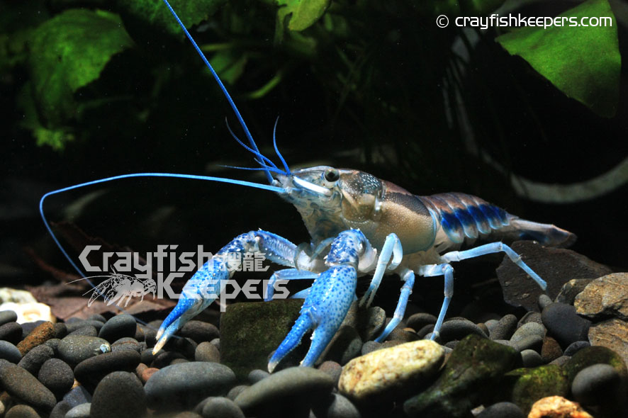 Procambarus dupratzi-ck6