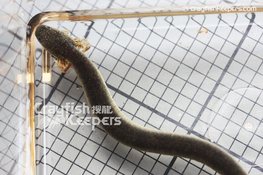 CK﹣lesser siren﹣1