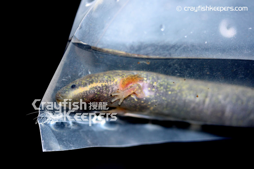 CK﹣lesser siren﹣2