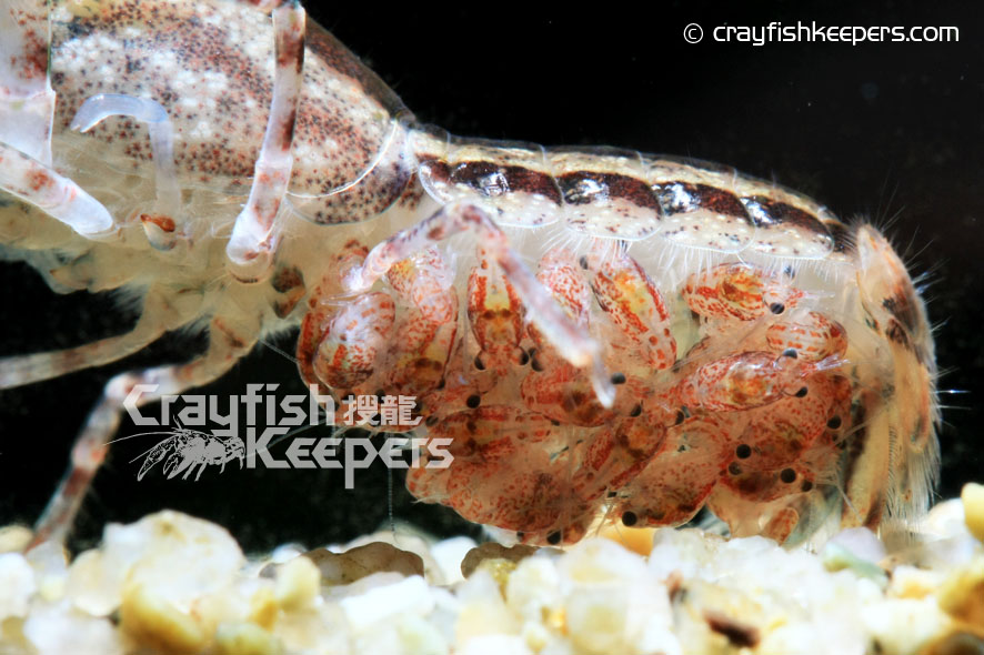 CK-Cambarellus schmitti-15